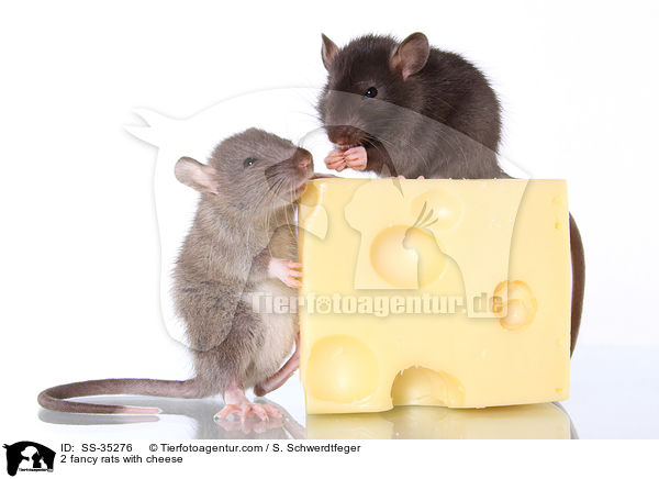 2 Farbratten mit Kse / 2 fancy rats with cheese / SS-35276