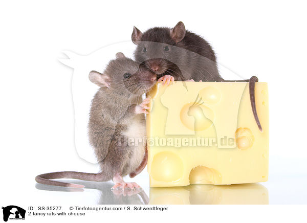 2 Farbratten mit Kse / 2 fancy rats with cheese / SS-35277