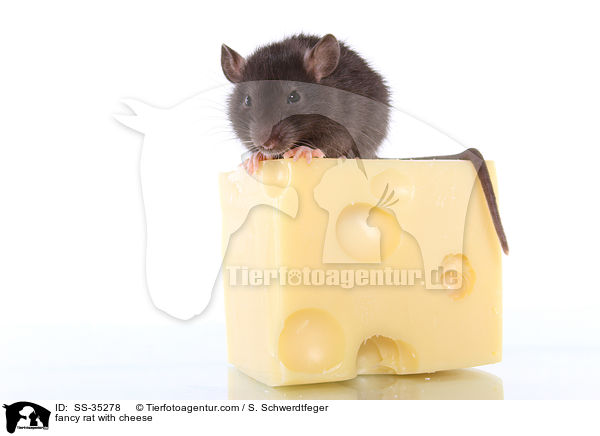 Farbratte mit Kse / fancy rat with cheese / SS-35278