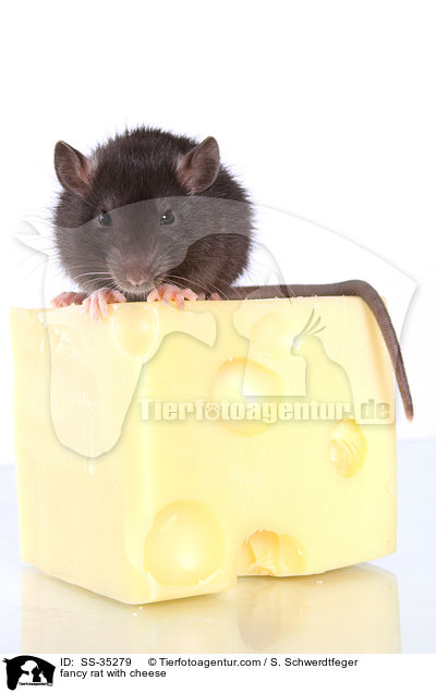Farbratte mit Kse / fancy rat with cheese / SS-35279