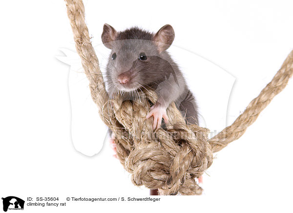 kletternde Farbratte / climbing fancy rat / SS-35604