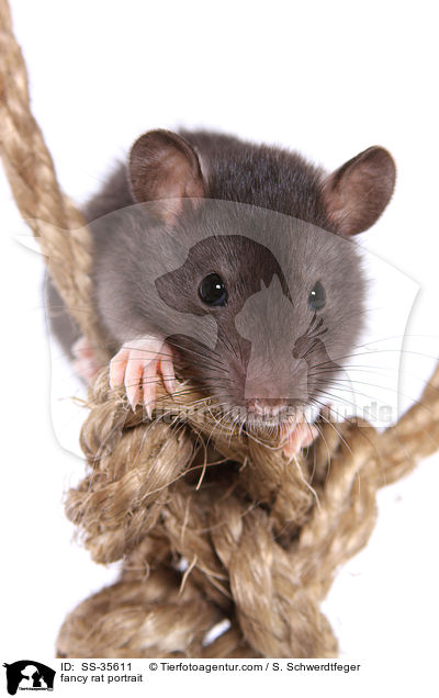 Farbratte Portrait / fancy rat portrait / SS-35611