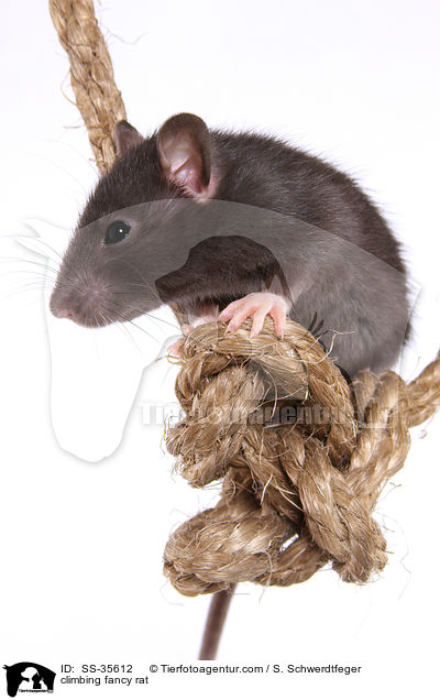 kletternde Farbratte / climbing fancy rat / SS-35612