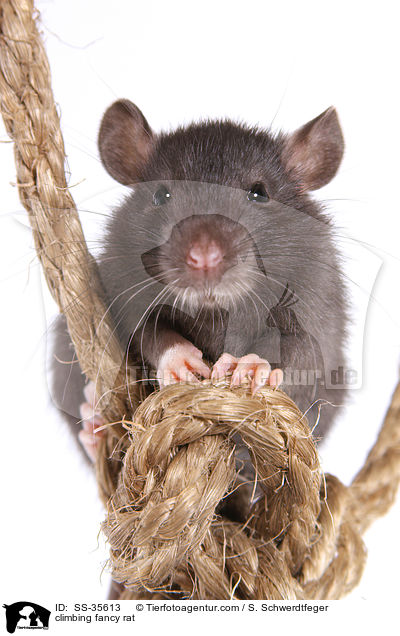 kletternde Farbratte / climbing fancy rat / SS-35613