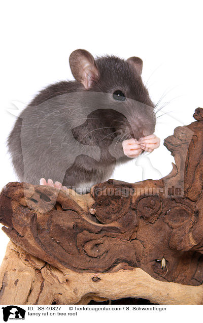 Farbratte auf Baumwurzel / fancy rat on tree root / SS-40827