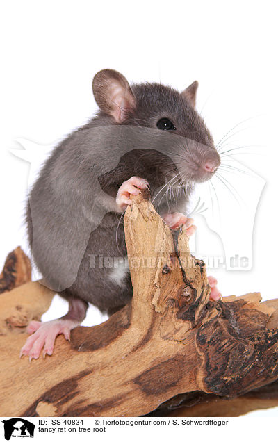 Farbratte auf Baumwurzel / fancy rat on tree root / SS-40834