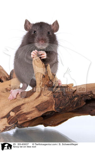 Farbratte auf Baumwurzel / fancy rat on tree root / SS-40837