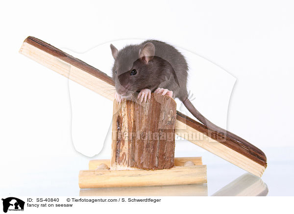 Farbratte auf Wippe / fancy rat on seesaw / SS-40840