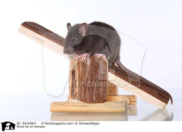 Farbratte auf Wippe / fancy rat on seesaw / SS-40841