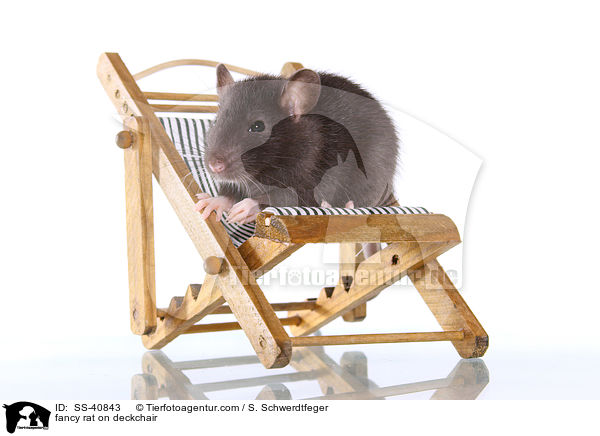Farbratte auf Liegestuhl / fancy rat on deckchair / SS-40843