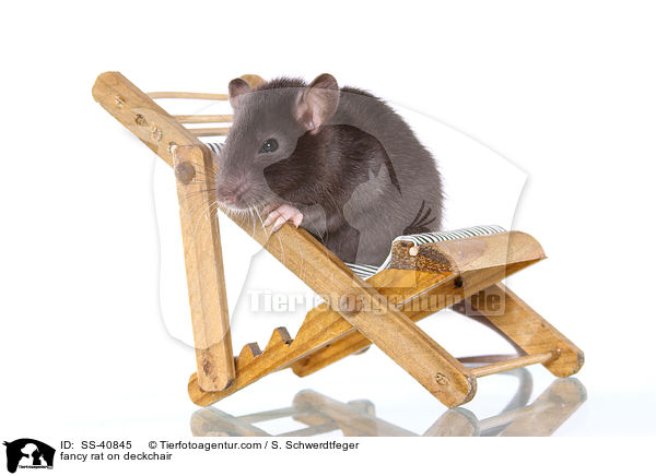 Farbratte auf Liegestuhl / fancy rat on deckchair / SS-40845