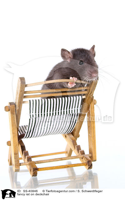 Farbratte auf Liegestuhl / fancy rat on deckchair / SS-40846