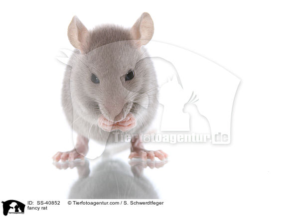 Farbratte / fancy rat / SS-40852