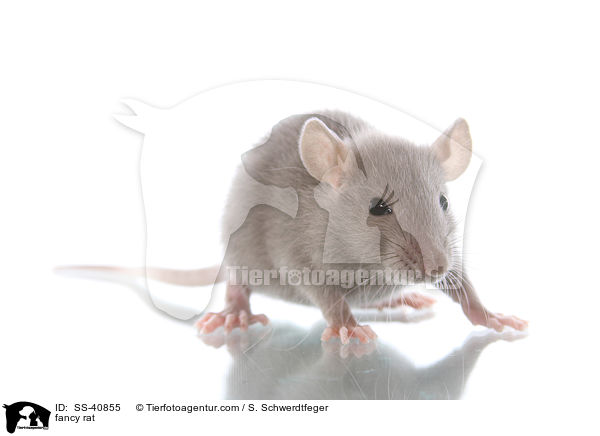 Farbratte / fancy rat / SS-40855