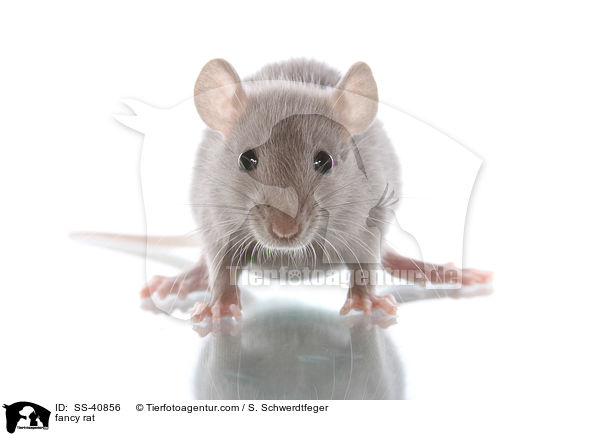 Farbratte / fancy rat / SS-40856
