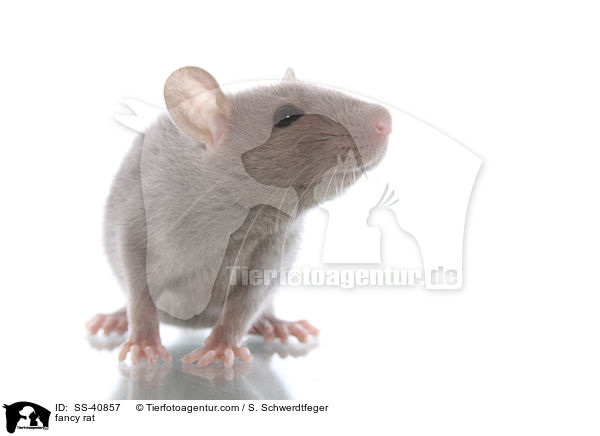 Farbratte / fancy rat / SS-40857