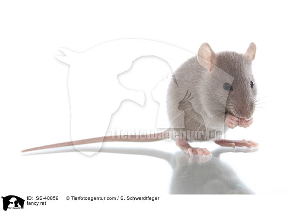 Farbratte / fancy rat / SS-40859