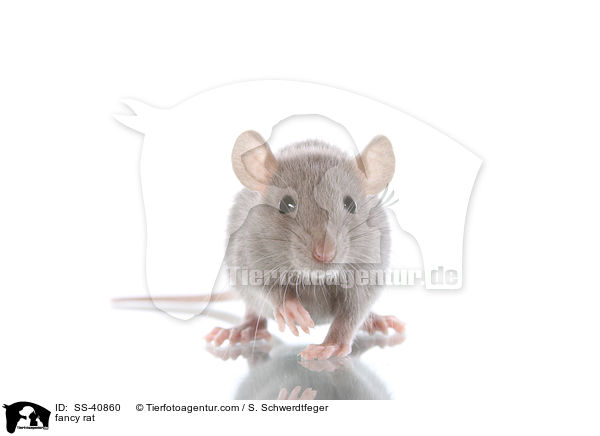 Farbratte / fancy rat / SS-40860