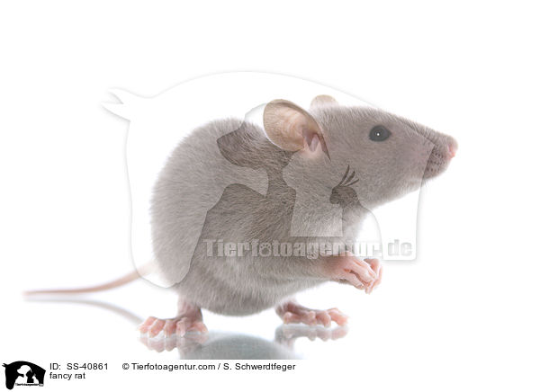 Farbratte / fancy rat / SS-40861