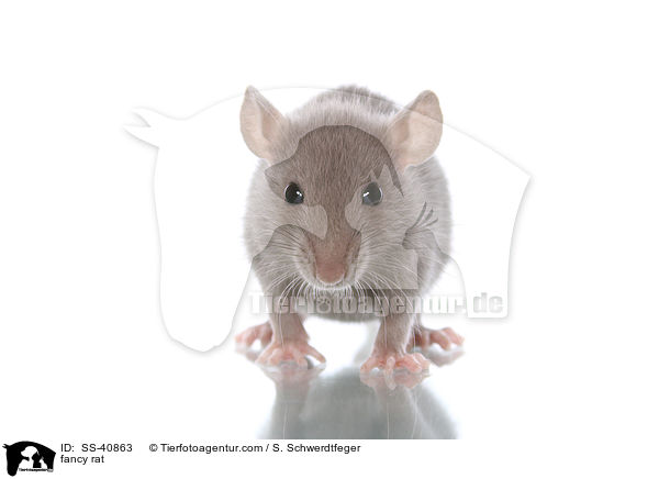 Farbratte / fancy rat / SS-40863