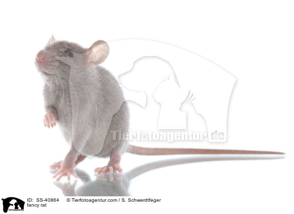 Farbratte / fancy rat / SS-40864