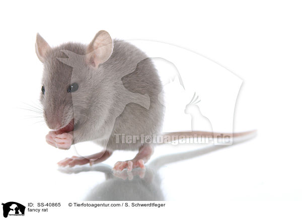 Farbratte / fancy rat / SS-40865