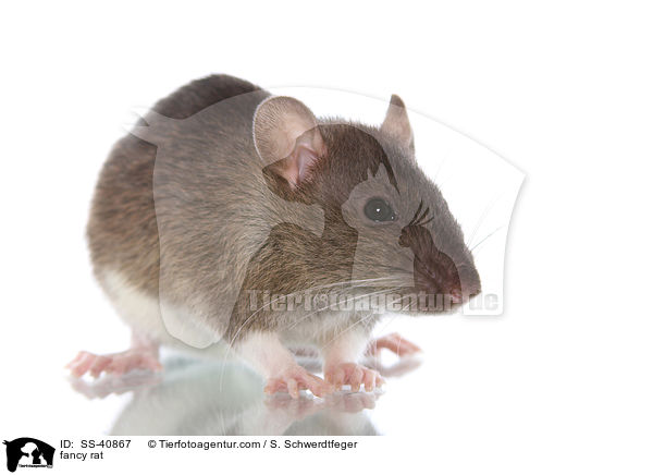 Farbratte / fancy rat / SS-40867