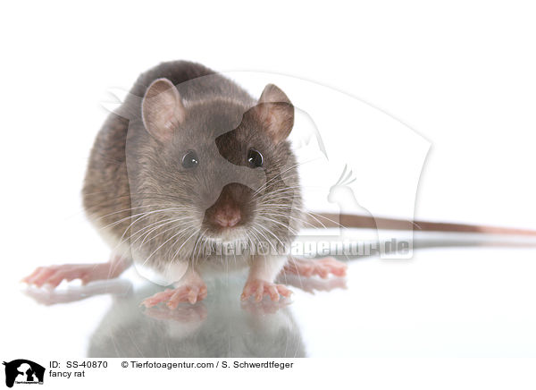 Farbratte / fancy rat / SS-40870