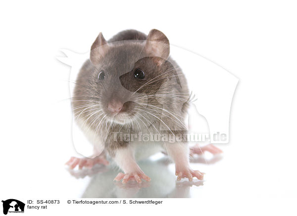 Farbratte / fancy rat / SS-40873