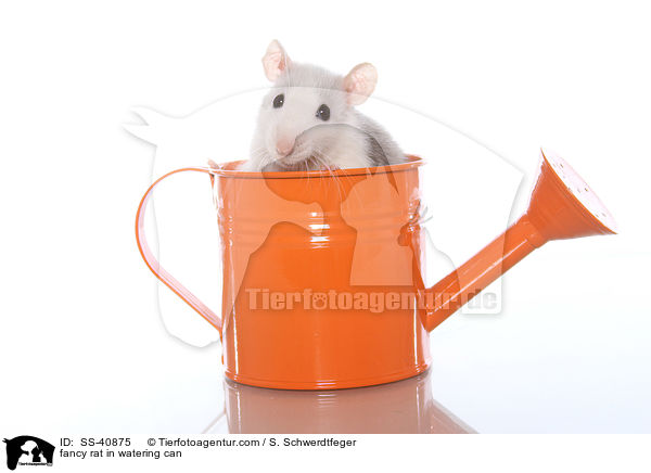 Farbratte in Giekanne / fancy rat in watering can / SS-40875