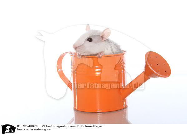 Farbratte in Giekanne / fancy rat in watering can / SS-40878