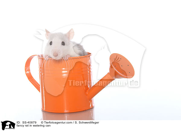 Farbratte in Giekanne / fancy rat in watering can / SS-40879