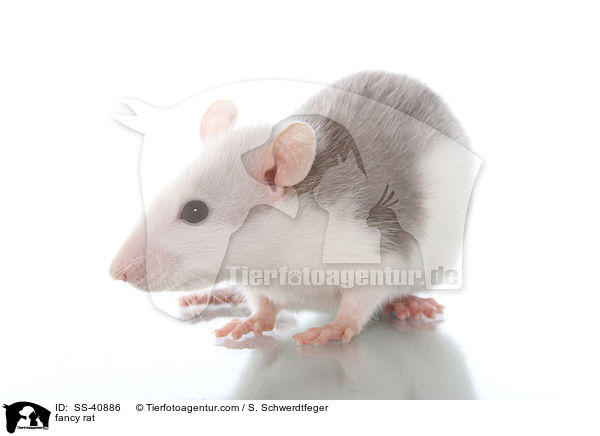 Farbratte / fancy rat / SS-40886