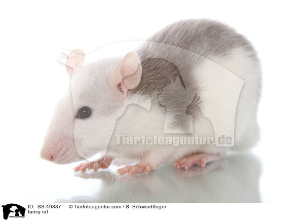 Farbratte / fancy rat / SS-40887