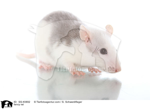 Farbratte / fancy rat / SS-40892