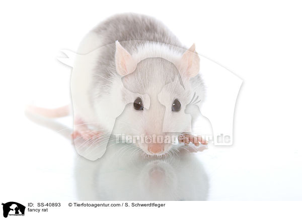 Farbratte / fancy rat / SS-40893