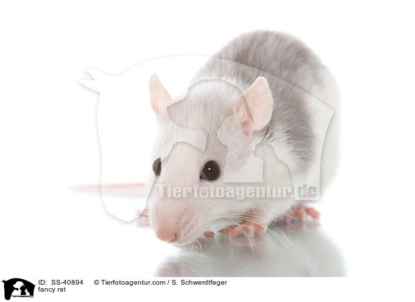 Farbratte / fancy rat / SS-40894