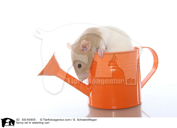 Farbratte in Giekanne / fancy rat in watering can / SS-40905