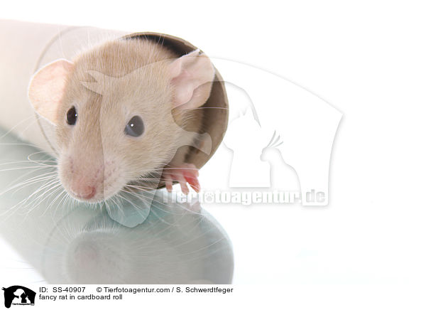 Farbratte in Papprolle / fancy rat in cardboard roll / SS-40907