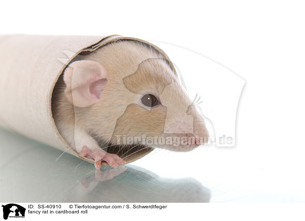 Farbratte in Papprolle / fancy rat in cardboard roll / SS-40910