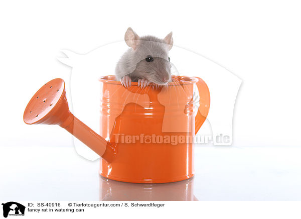 Farbratte in Giekanne / fancy rat in watering can / SS-40916