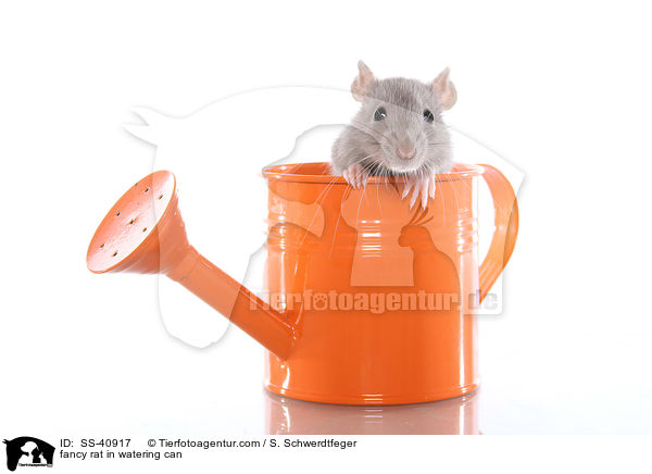 Farbratte in Giekanne / fancy rat in watering can / SS-40917
