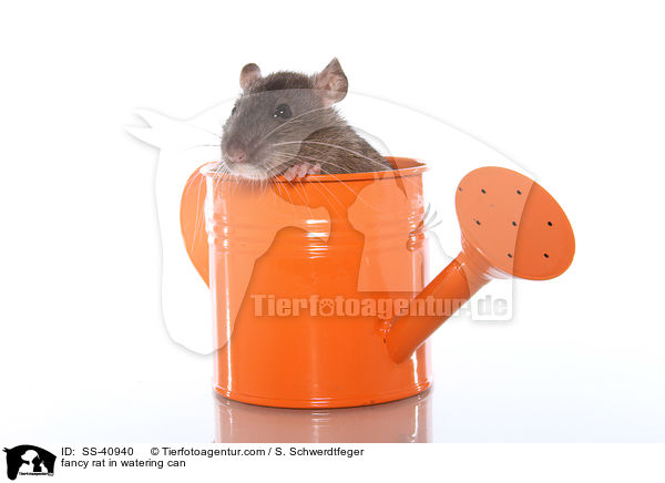 Farbratte in Giekanne / fancy rat in watering can / SS-40940