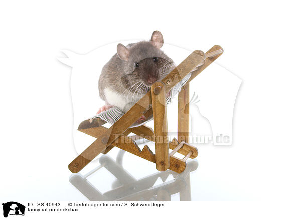 Farbratte auf Liegestuhl / fancy rat on deckchair / SS-40943