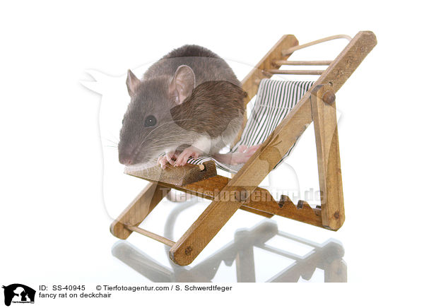 Farbratte auf Liegestuhl / fancy rat on deckchair / SS-40945