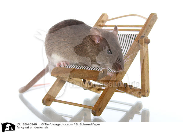 Farbratte auf Liegestuhl / fancy rat on deckchair / SS-40946