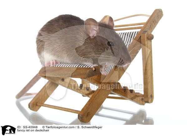Farbratte auf Liegestuhl / fancy rat on deckchair / SS-40948