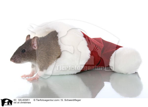 Ratte zu Weihnachten / rat at christmas / SS-40951