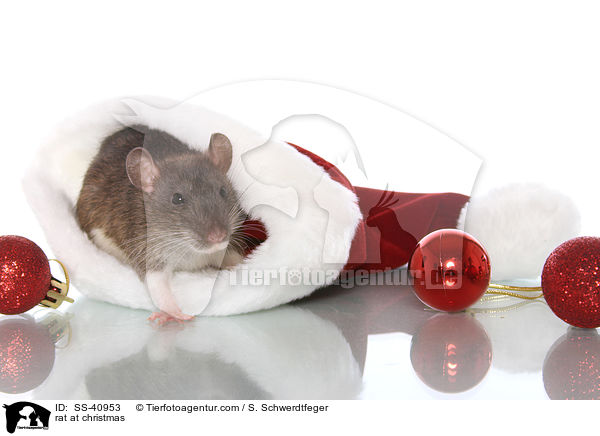 Ratte zu Weihnachten / rat at christmas / SS-40953
