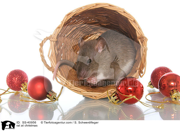 Ratte zu Weihnachten / rat at christmas / SS-40956